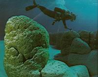 Ainsi s'eteignent les especes - Stromatolites